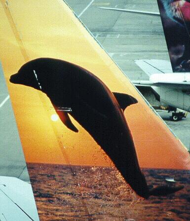 N307FL tail right side